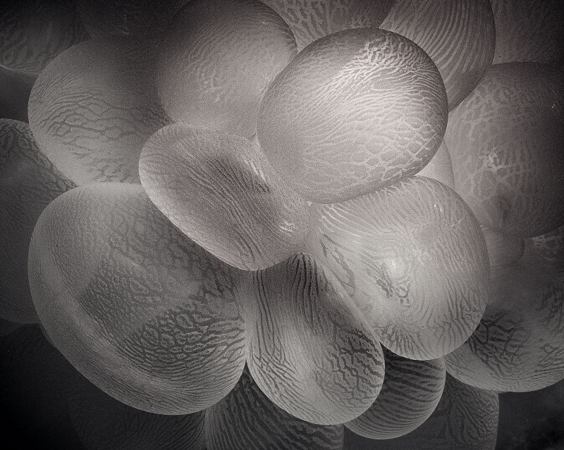 Infrared Bubble Coral by Mary Bess