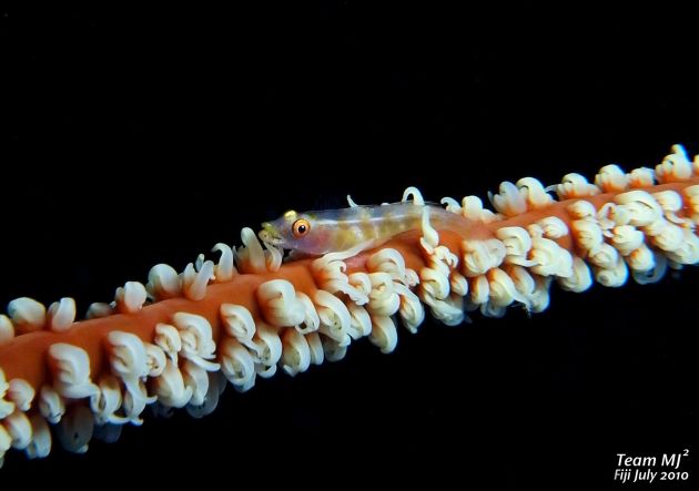 Whip Coral Gobi taken by Meijin