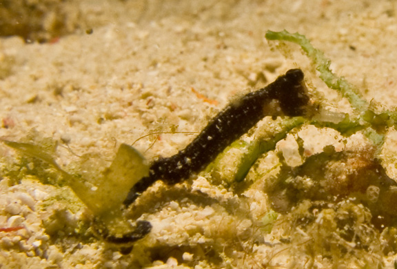 Unidentified Pipehorse fish shot by Brigitte