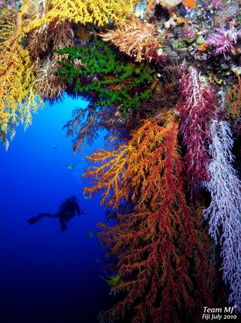 So much colour on Fiji's reefs, taken by Meijin