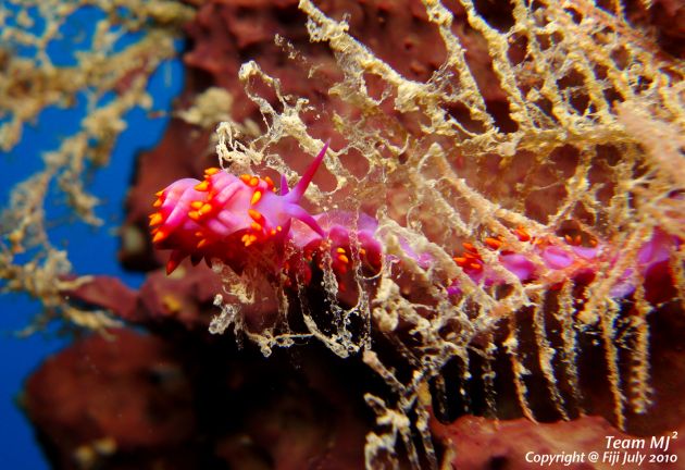 Nudi feeding, taken by Michael