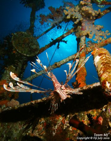 Lion Fish hovering on the wreck at Cat's, taken by Michael