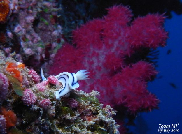 Nudi looking for food, taken by Meijin