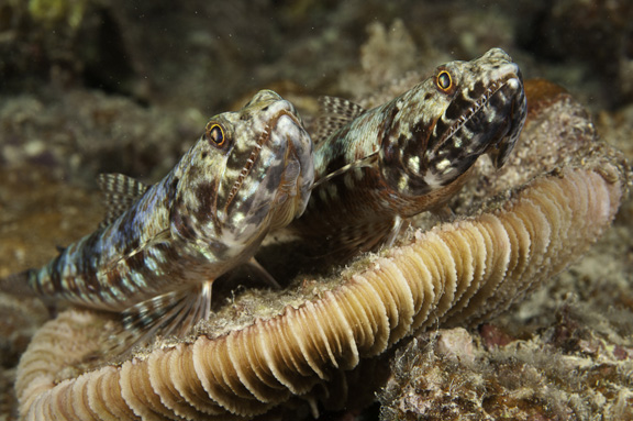 Lizard fish line up to pose for Marty