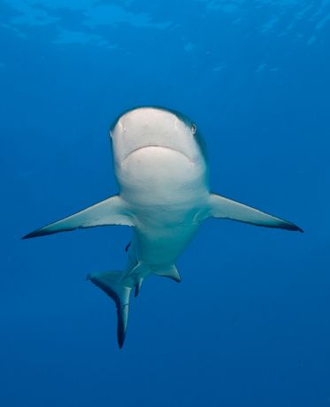 Incoming shark captured by Marty