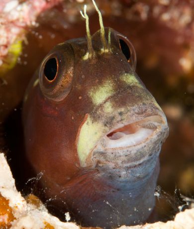 Blenny pops out for Marty