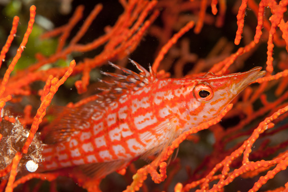 Long Nose Hawk Fish poses for Marty