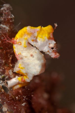 Pygmy Seahorse in Namena - shot taken in testing conditions by Marty