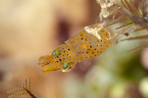 Juvenile squid on a night dive in Namena - taken by Marty