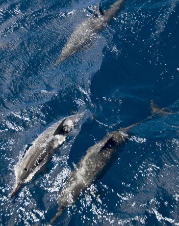 Dolphins bow riding Nai'a - taken by Wendy