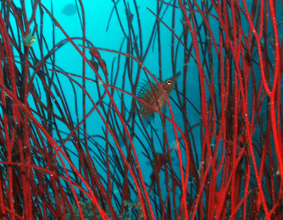 Long Nose Hawk Fish poses for Phil