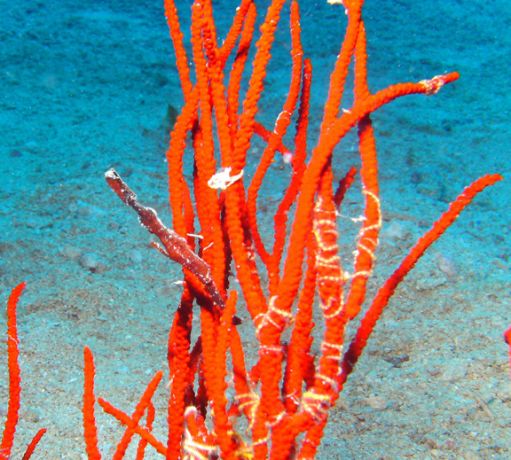 Thin Ghost Pipe Fish hides in the Whip coral: taken by Phil