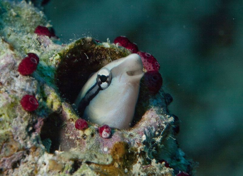 Peek-a-boo!  Photo by Lauren