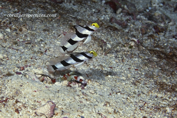 Connie W shoots Yellow Nosed Gobies in Namena.