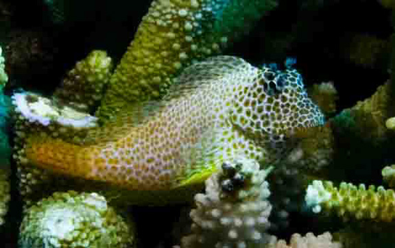 Brigitte's favourite Leopard Blenny in Namena