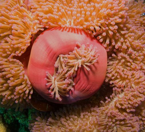 A huge group of Anemone's - captured by Brigitte