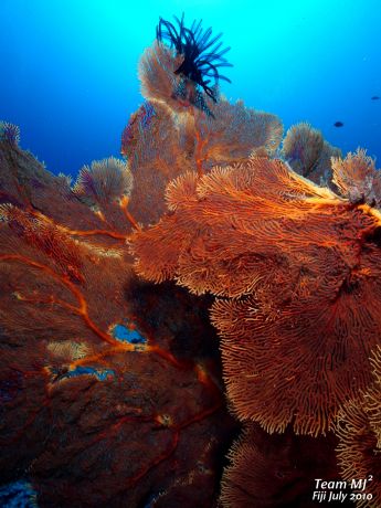 Huge Gorgonian Sea Fan, taken by Meijin