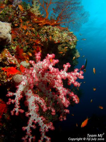 Colorful Soft Coral, taken by Michael