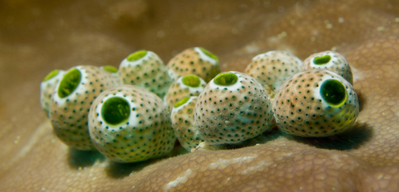 Sue gets up close with Tunicate texture!!!