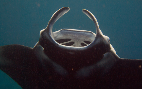 Sue gets in on an awesome Manta encounter