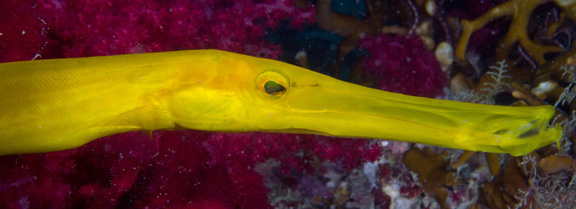 Yellow Trumpet Fish poses for Sue