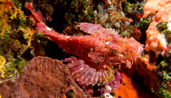 Jack finds a Scorpion Fish