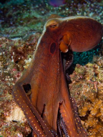 Sue spies an Octopus hunting