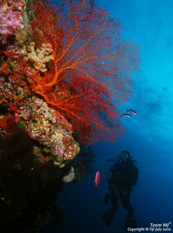 Meijin looks small compared to the huge Sea Fan, taken by Michael