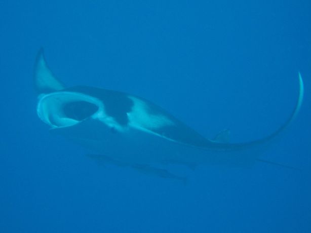 Manta feedin at Anthias Avenue. Taken by Alex