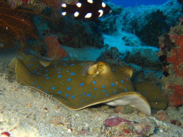 Blue spotted sting ray, taken by Alex