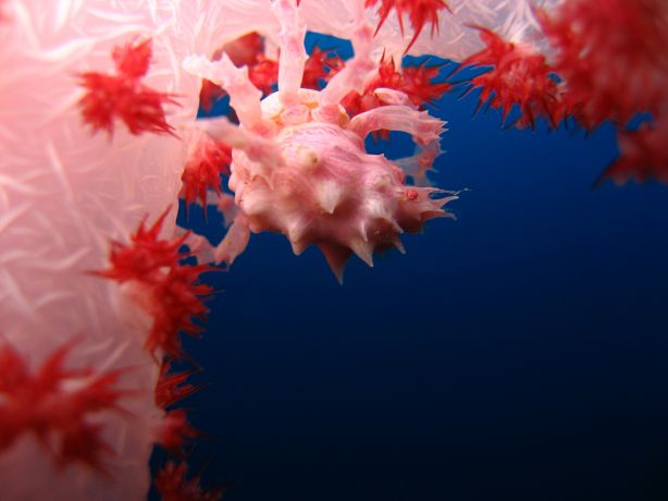 Soft coral crab on the wreck at Cat's. Captured by Alex