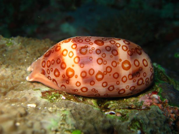 Great night dive in Namena. Taken by Alex