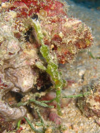 Halemeda Ghost Pipe Fish taken by Alex