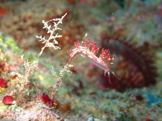 Alex finds another Nudi.