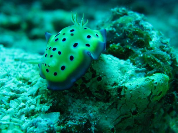 Alex finds another Nudi.