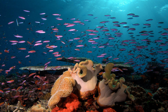 Stunning reef scene captured by Dick