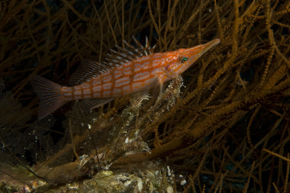 Long Nose Hawk Fish - taken by Beth