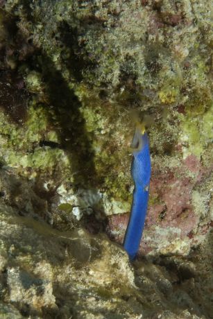 Blue Ribbon Eel at Wakaya - taken by Beth