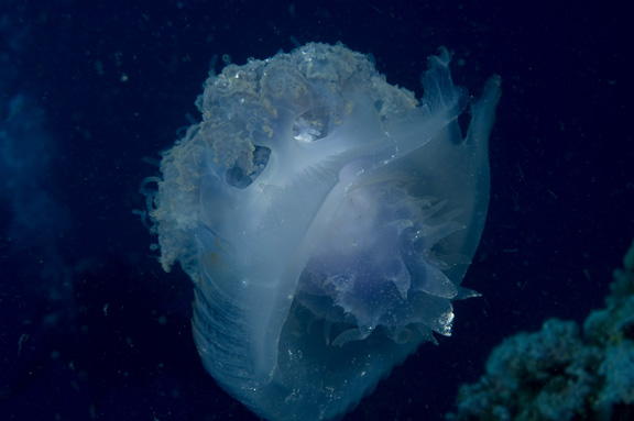 Jelly Fish - shot by Beth