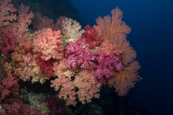 Colorful Fiji - taken by Beth