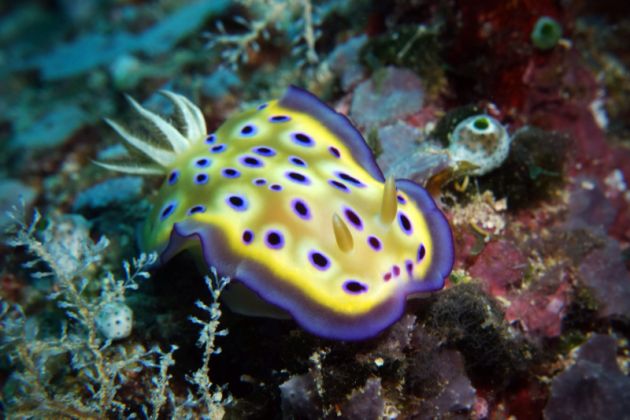 Brilliant Kune's chromodoris - by Beate