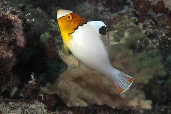 Bicolor Parrot Fish: taken by Dee