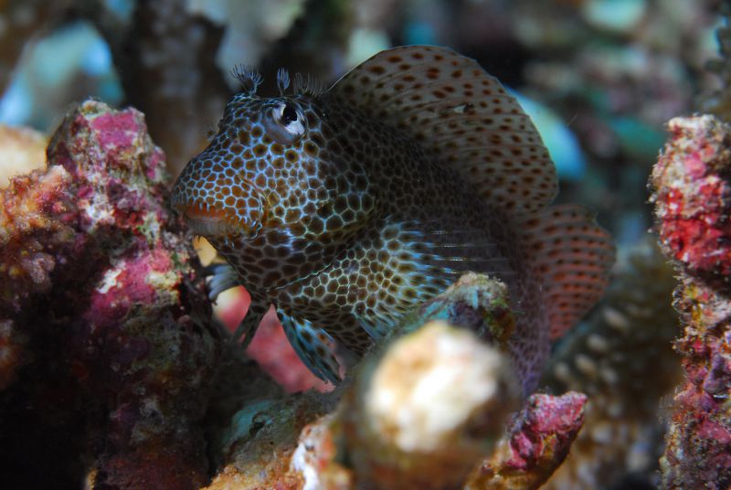 Leopard Blenny by Dick