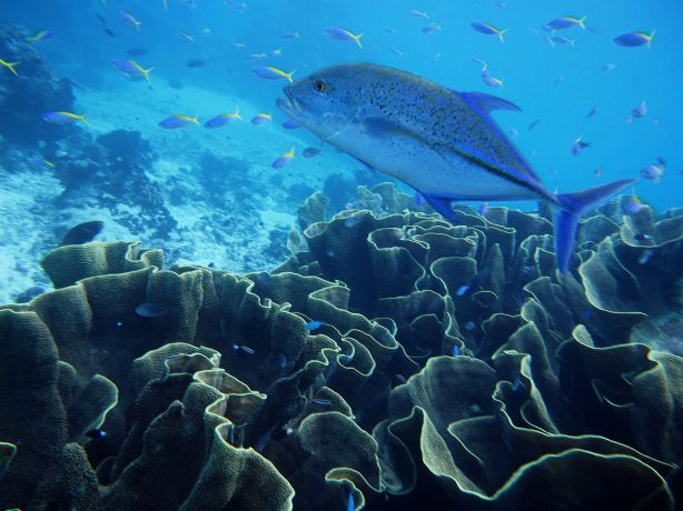 Blue fin Trevally