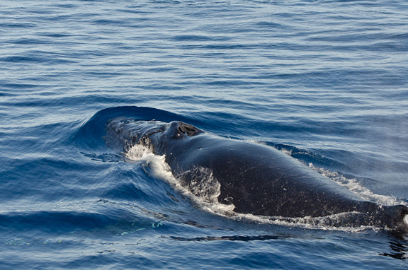 Calm seas and curious whales. A perfect day!!! - taken by Bob