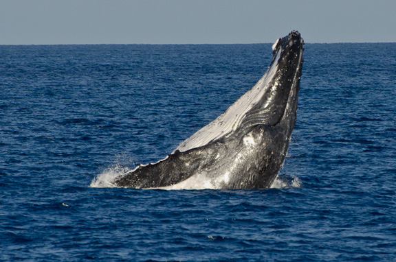 Another epic breaching display - captured by Bob