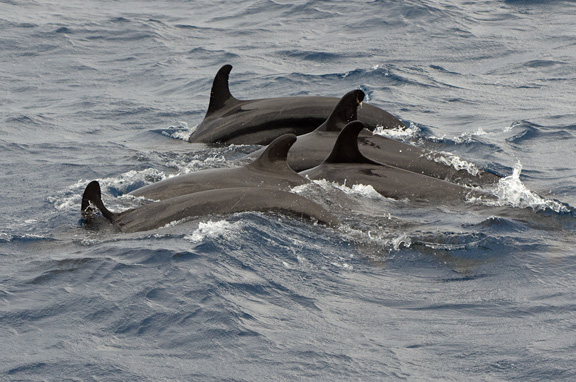 Pilot Whales joined Humpbacks to end an incredible day!!! - captured by Bob