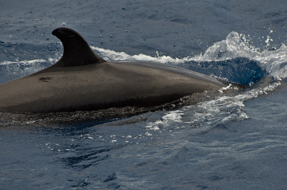 Pilot Whales turn up for a swim encounter - taken by Bob