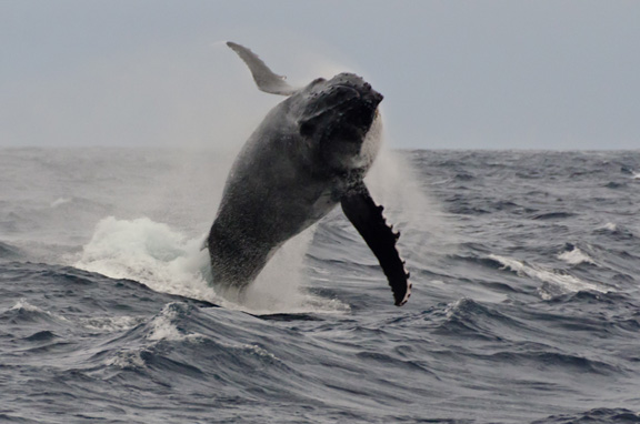 The last Whale of the trip & Bob got it. He breached all the way to our anchorage - Incredible