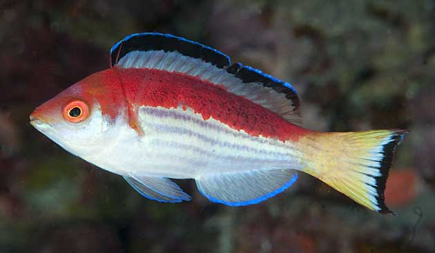 Endemic Fiji Flasher wrasse by Bob